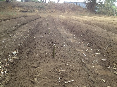 Bamboo farm bed divider