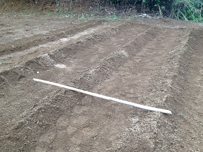 Bamboo farm measuring pole