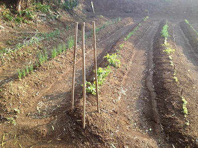 Bamboo farm supports