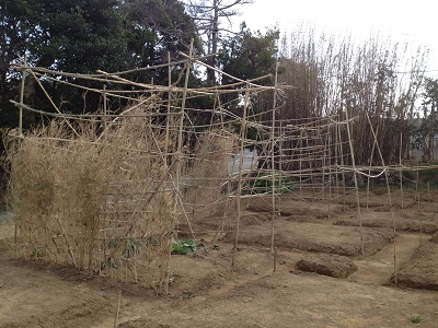 Farm plan upper making bamboo climbing trellis for vines