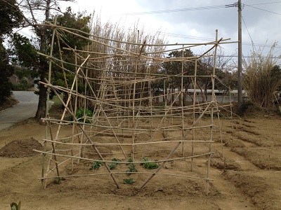 Farm plan upper making bamboo support trellis for vines