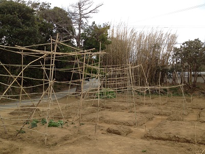 Farm plan upper making bamboo support trellis for vines