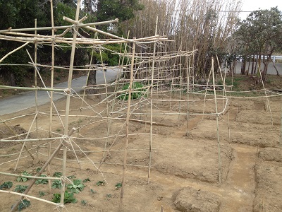 Farm plan upper making bamboo support trellis for vines